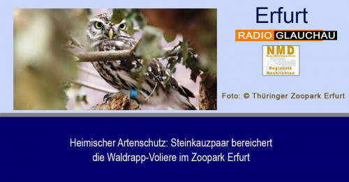 Erfurt - Heimischer Artenschutz: Steinkauzpaar bereichert die Waldrapp-Voliere im Zoopark Erfurt