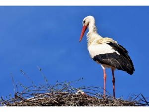 ZOO der minis / Aue - Es gibt wieder einen Storch im Auer Tiergarten