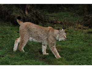 Tierpark Gera - Keine Langeweile für Finn und Max